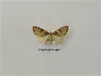 藏品(尺蛾607)的圖片